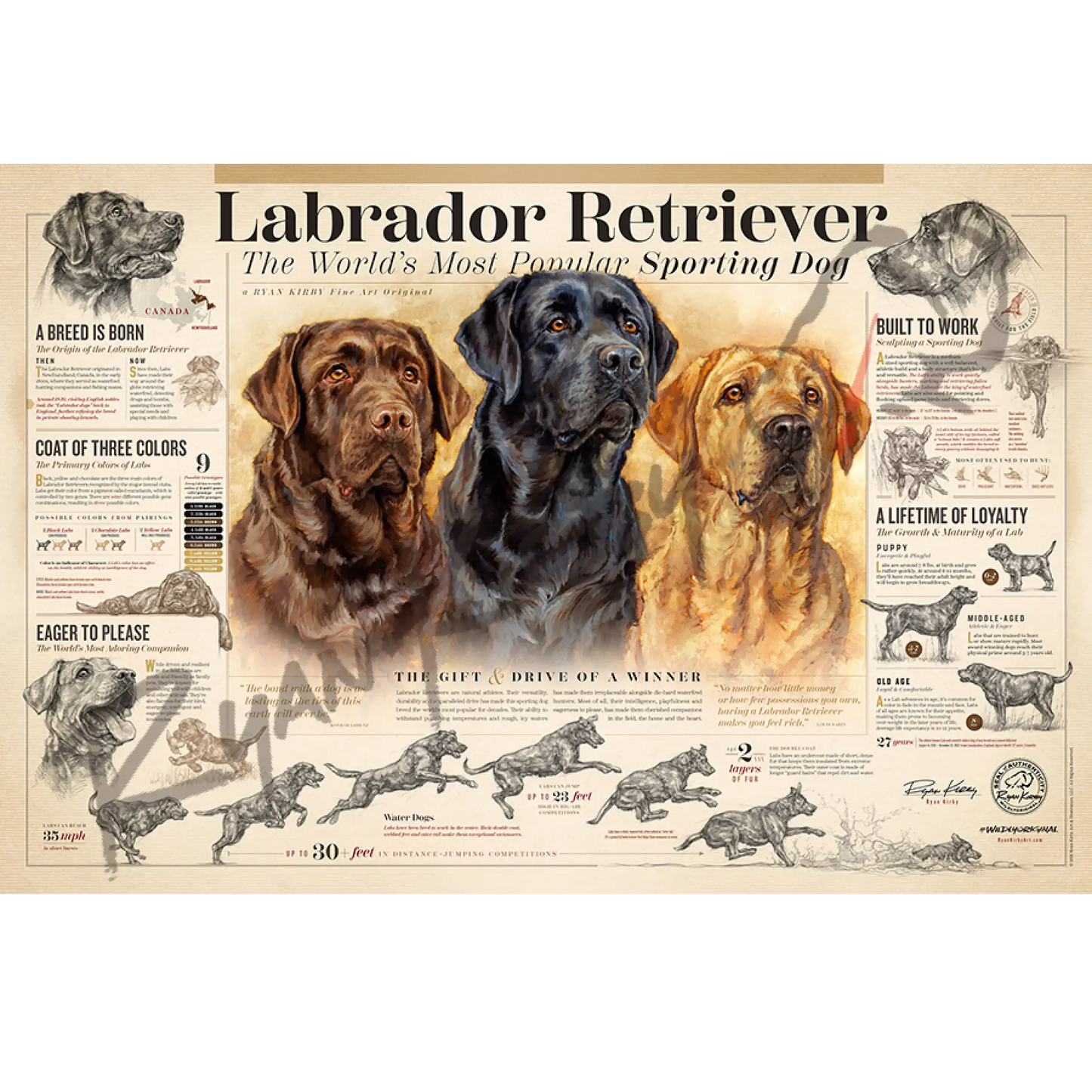 ’The Labrador Retriever’ Unframed Paper Print