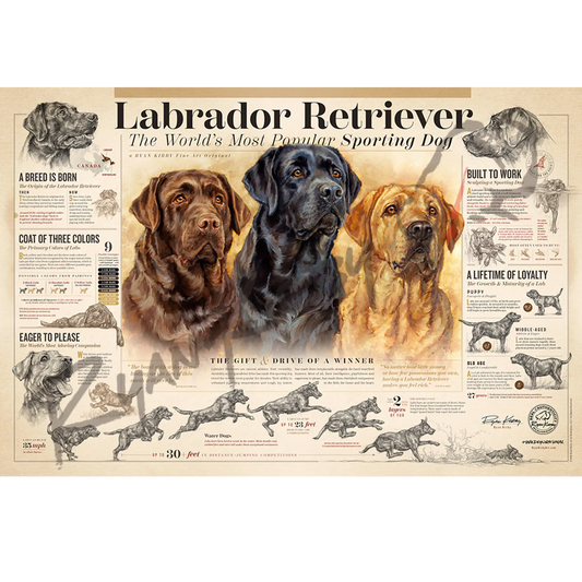 ’The Labrador Retriever’ Unframed Paper Print