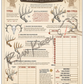 ’The Scoring & Field-Judging Of The White-Tailed Buck’ Paper Art Print