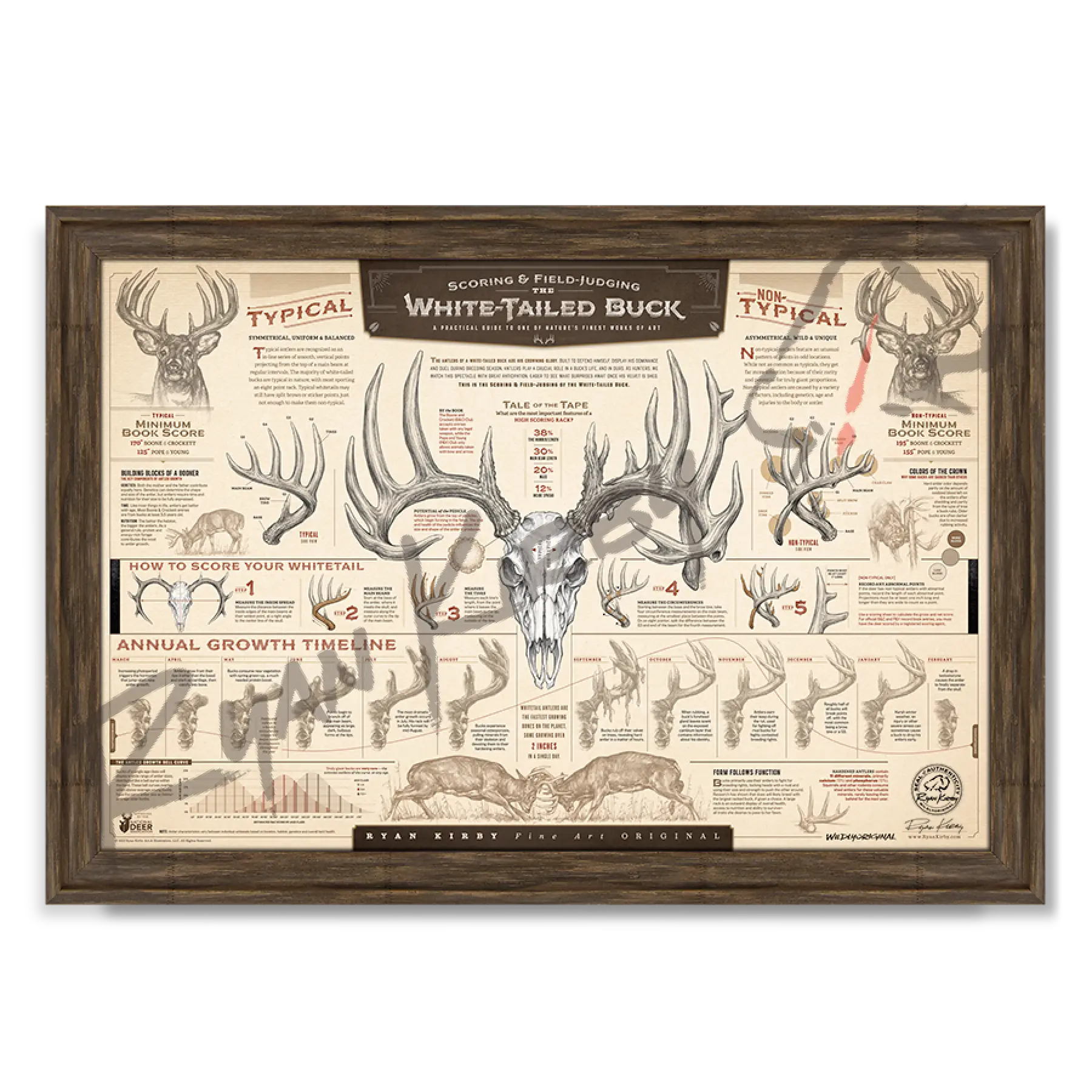 ’The Scoring & Field-Judging Of The White-Tailed Buck’ Paper Art Print Timberland