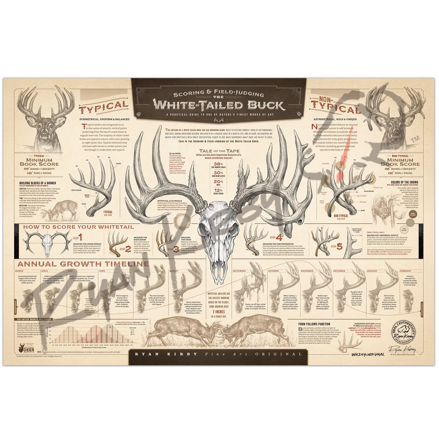 ’The Scoring & Field-Judging Of The White-Tailed Buck’ Paper Art Print