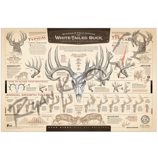 ’The Scoring & Field-Judging Of The White-Tailed Buck’ Paper Art Print