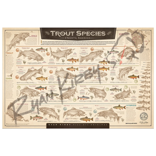 ’Trout Species of North America’ Paper Art Print Unframed, Rolled Print Paper Print