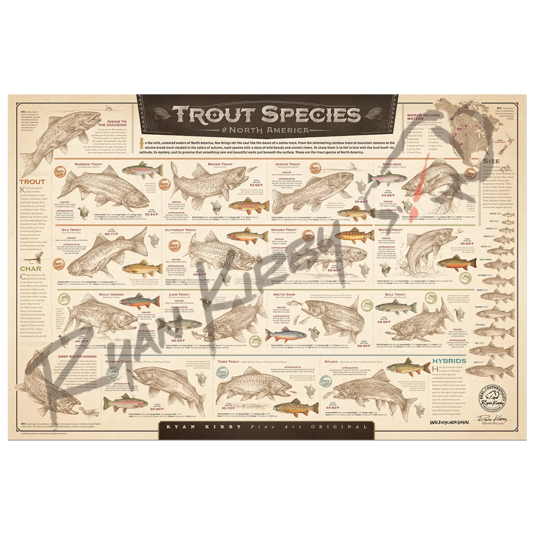 ’Trout Species of North America’ Unframed Unframed, Rolled Print Paper Print