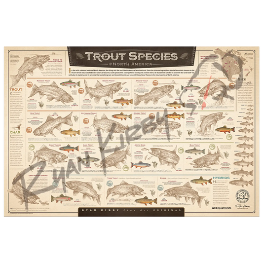 ’Trout Species of North America’ Unframed Unframed, Rolled Print Paper Print
