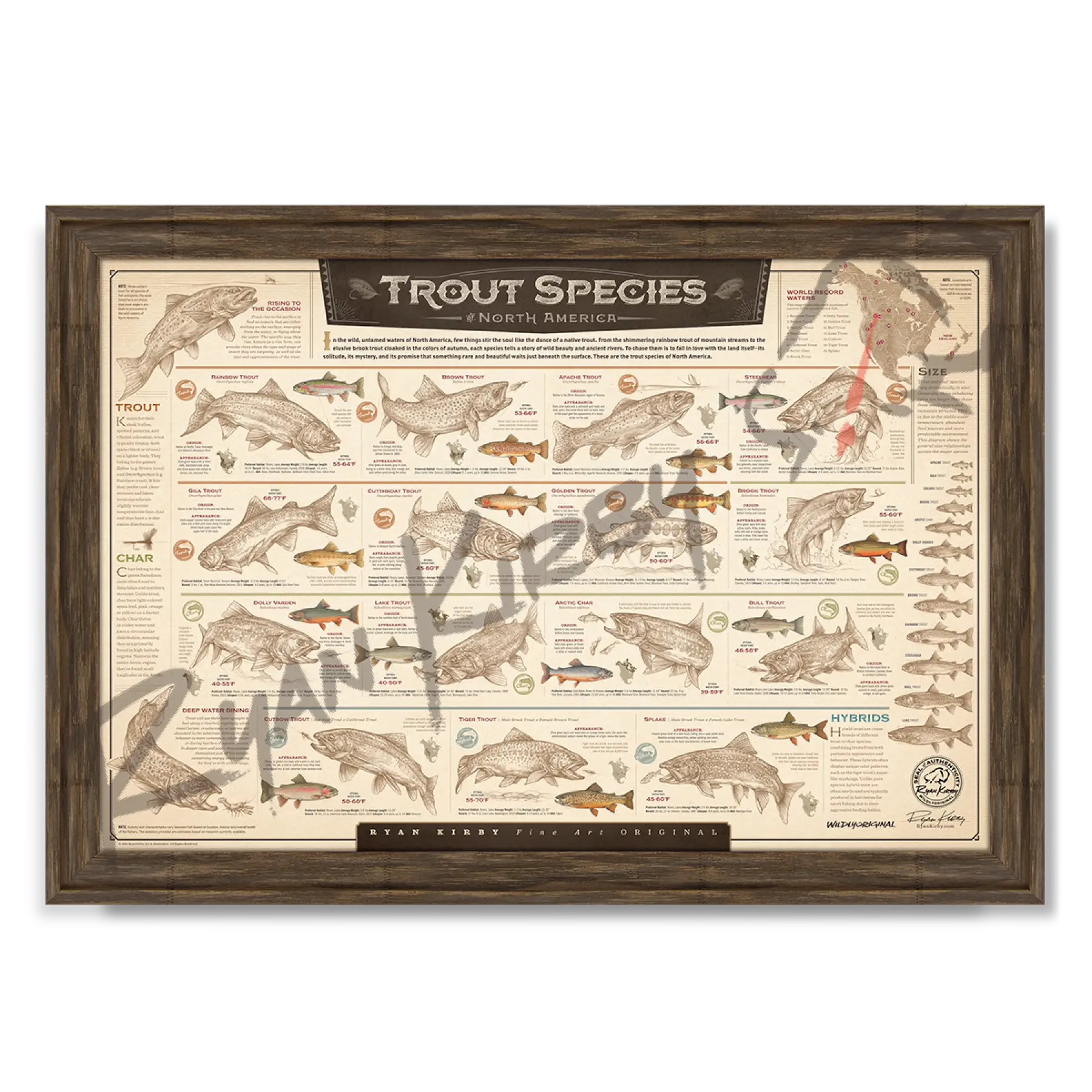 ’Trout Species of North America’ Paper Art Print Timberland Paper Print