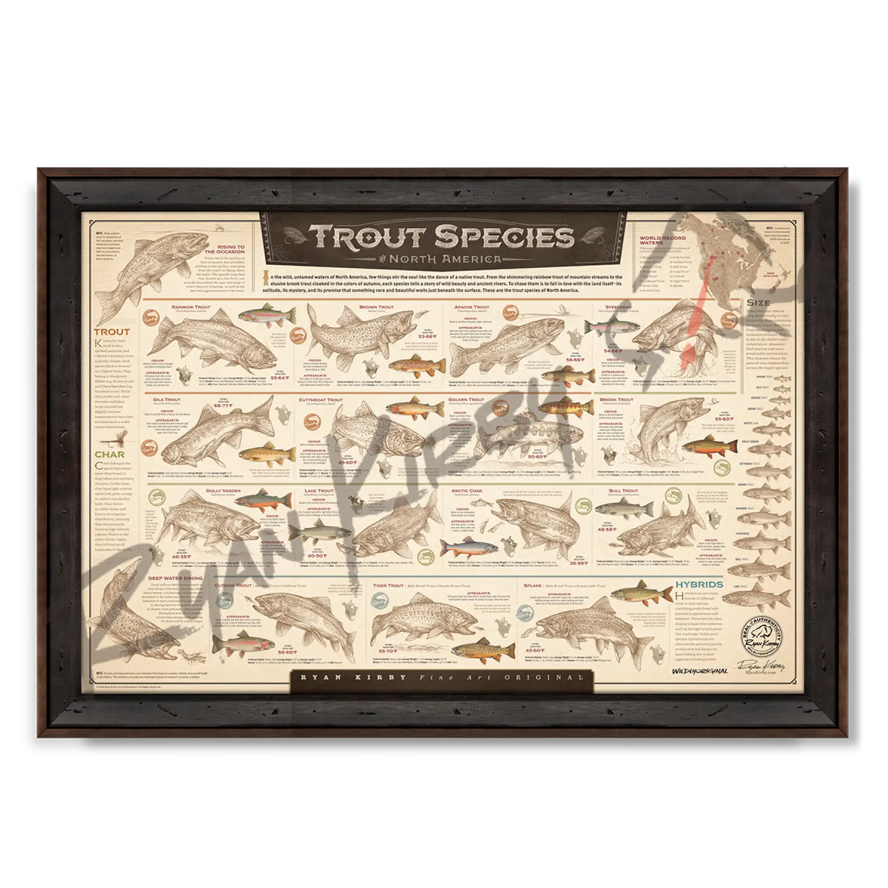 ’Trout Species of North America’ Paper Art Print Reclaimed Walnut Paper Print