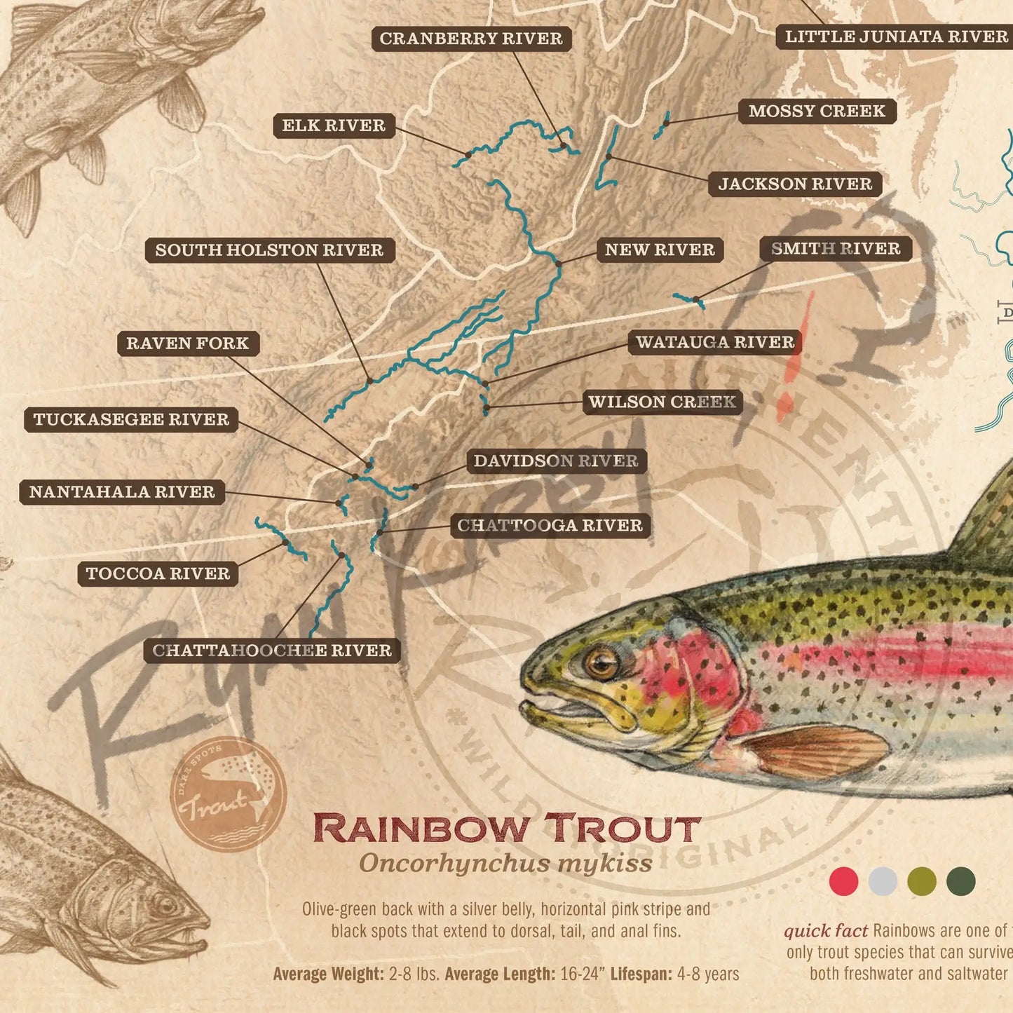 ’Trout Species of the Appalachian Mountains’ Fly Fishing Art Poster - Poster