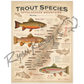 ’Trout Species of the Appalachian Mountains’ Fly Fishing Art Poster - Poster