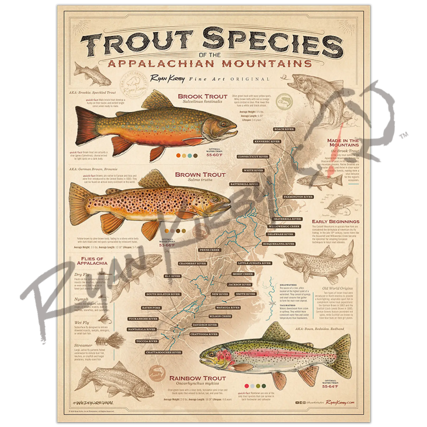 ’Trout Species of the Appalachian Mountains’ Fly Fishing Art Poster - Poster