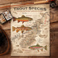 ’Trout Species of the Appalachian Mountains’ Fly Fishing Art Poster - Poster