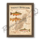 ’Trout Species of the Appalachian Mountains’ Fly Fishing Art Poster - Timberland - Poster