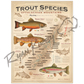Trout Species of the Appalachian Mountains Unframed - Poster