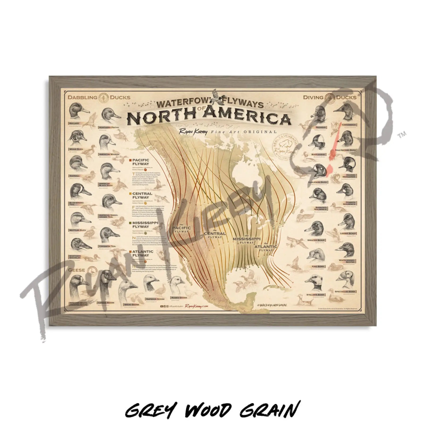 ’Waterfowl Flyways of North America’ Poster Poster