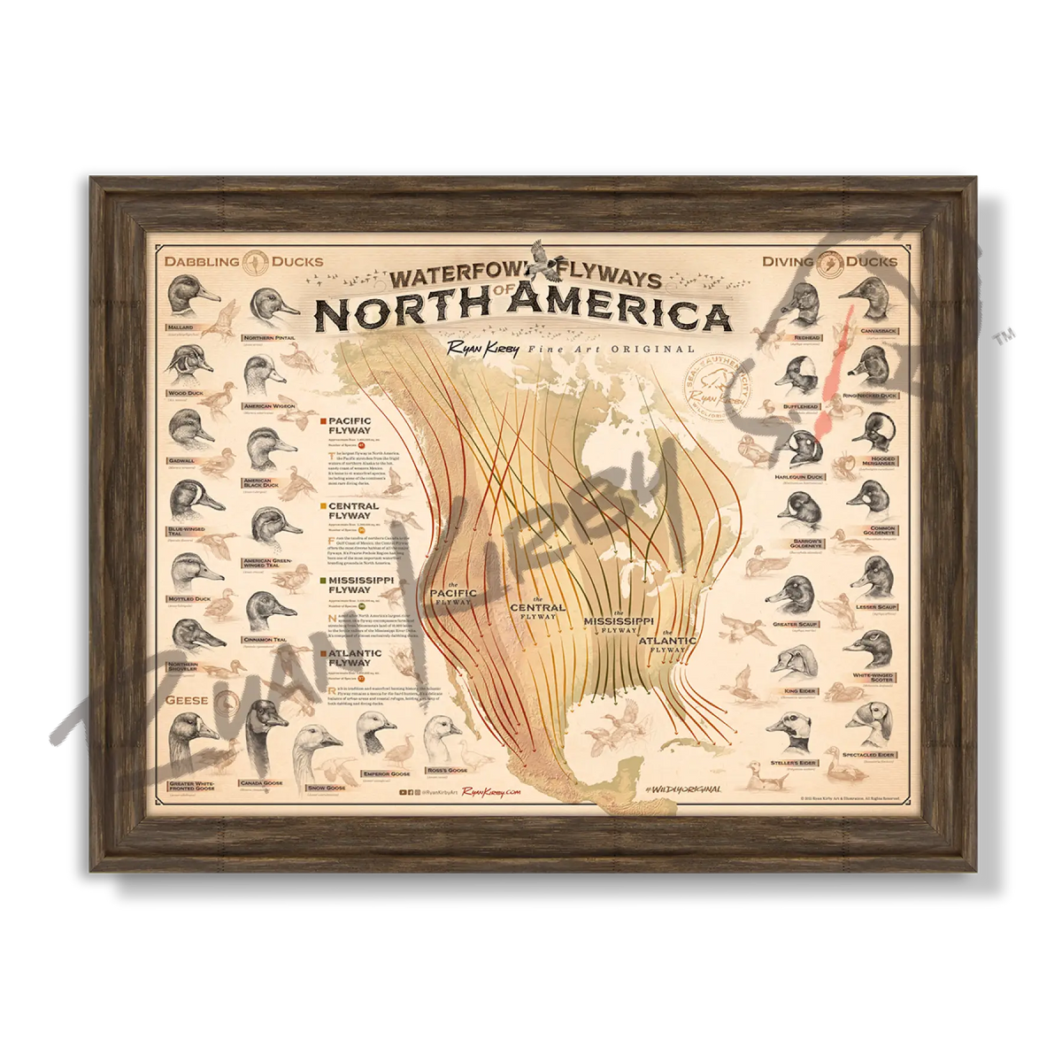 ’Waterfowl Flyways of North America’ Poster | Duck Species & Migration Routes - Timberland - Poster
