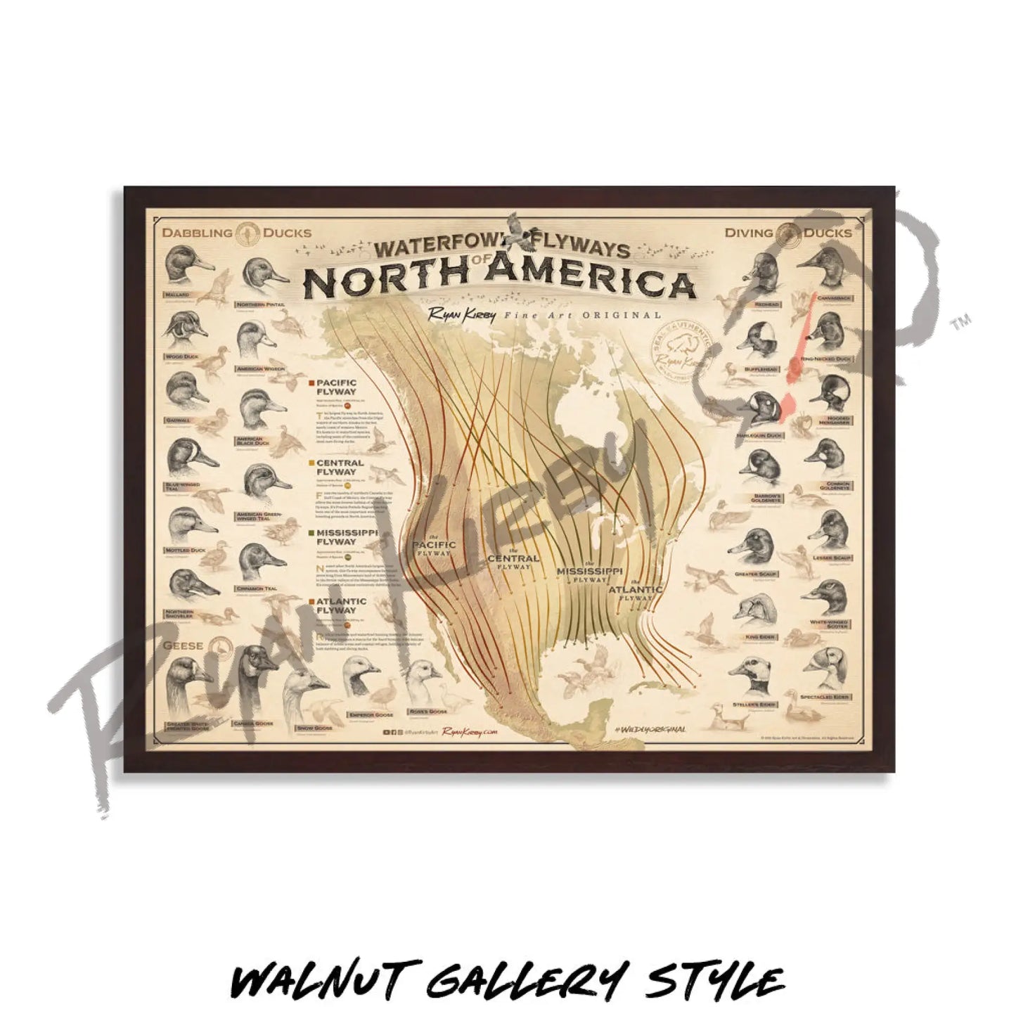 ’Waterfowl Flyways of North America’ Poster Unframed Poster