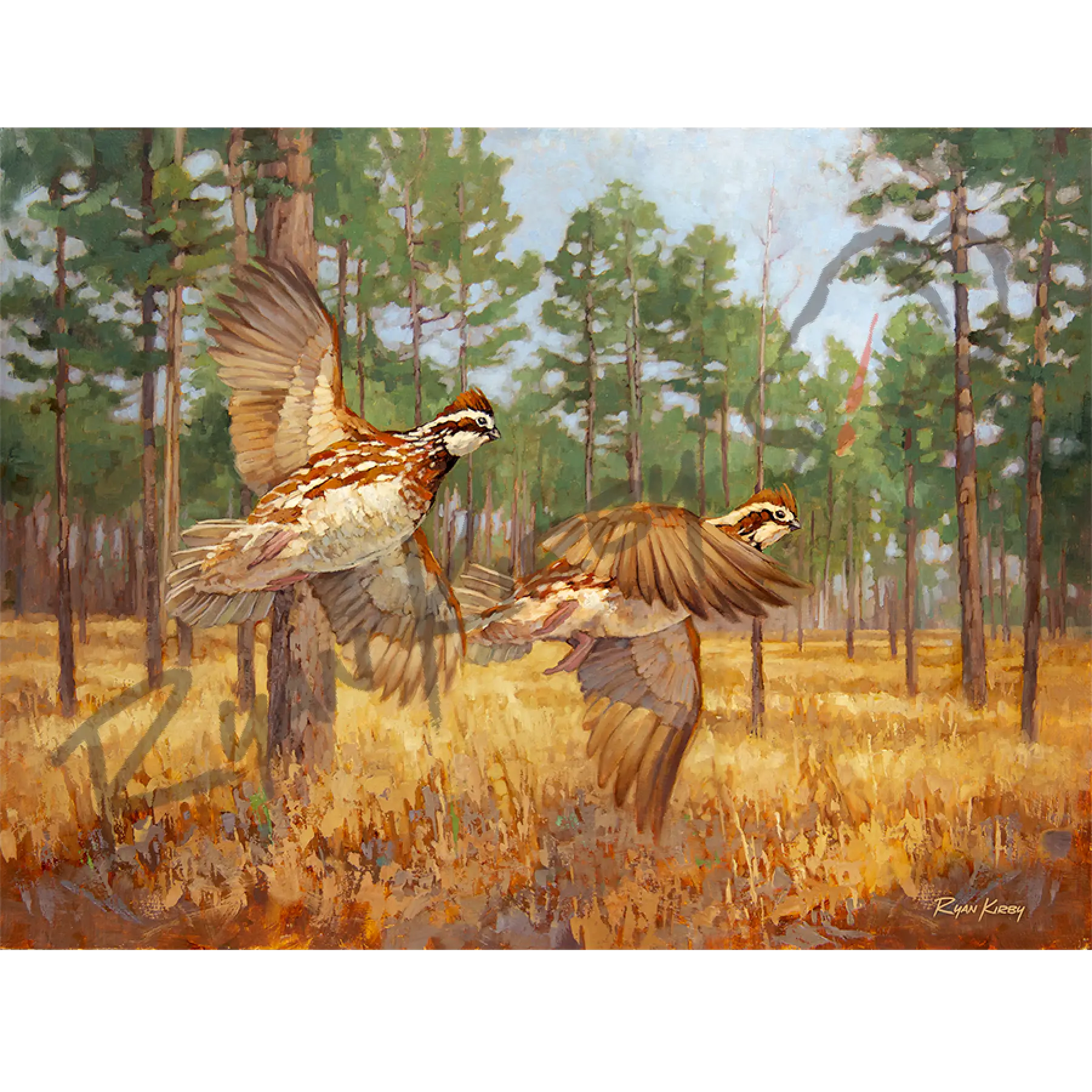 ’Whistlin’ Dixie’ Bobwhite Quail Canvas Art Print Unframed Rolled