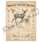 ’White-Tailed Buck: An American Original’ Poster