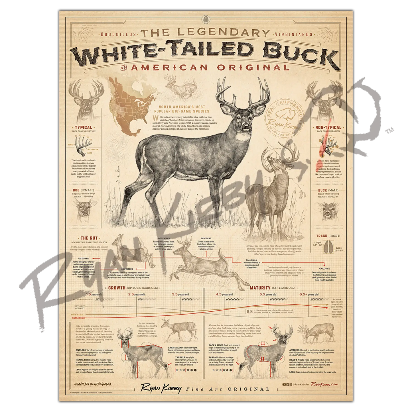 ’White-Tailed Buck: An American Original’ Poster
