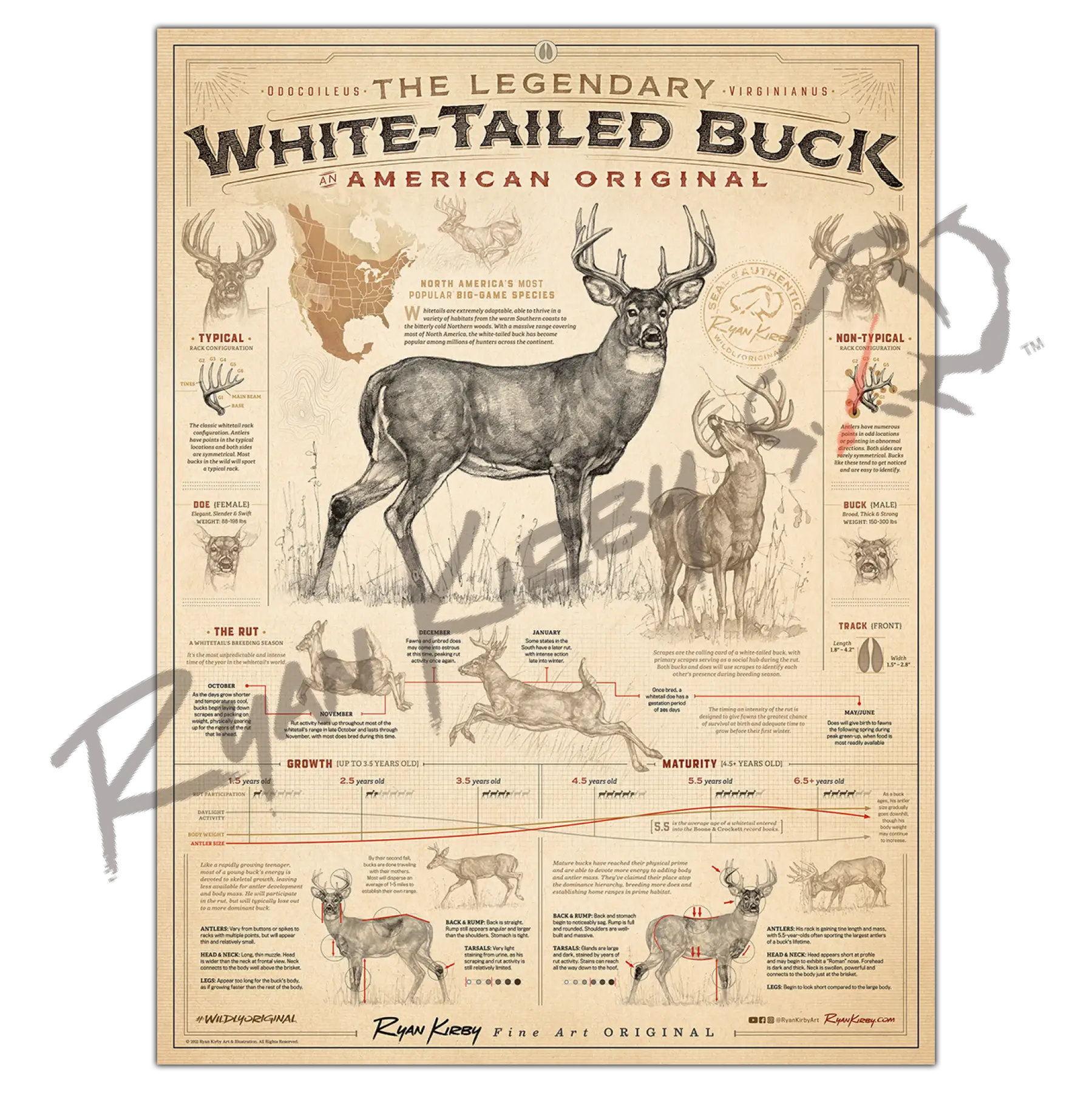 ’White-Tailed Buck: An American Original’ Poster