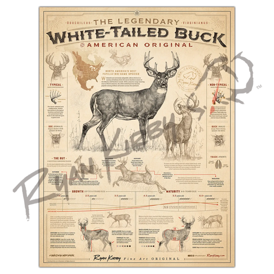 ’White-Tailed Buck: An American Original’ Poster