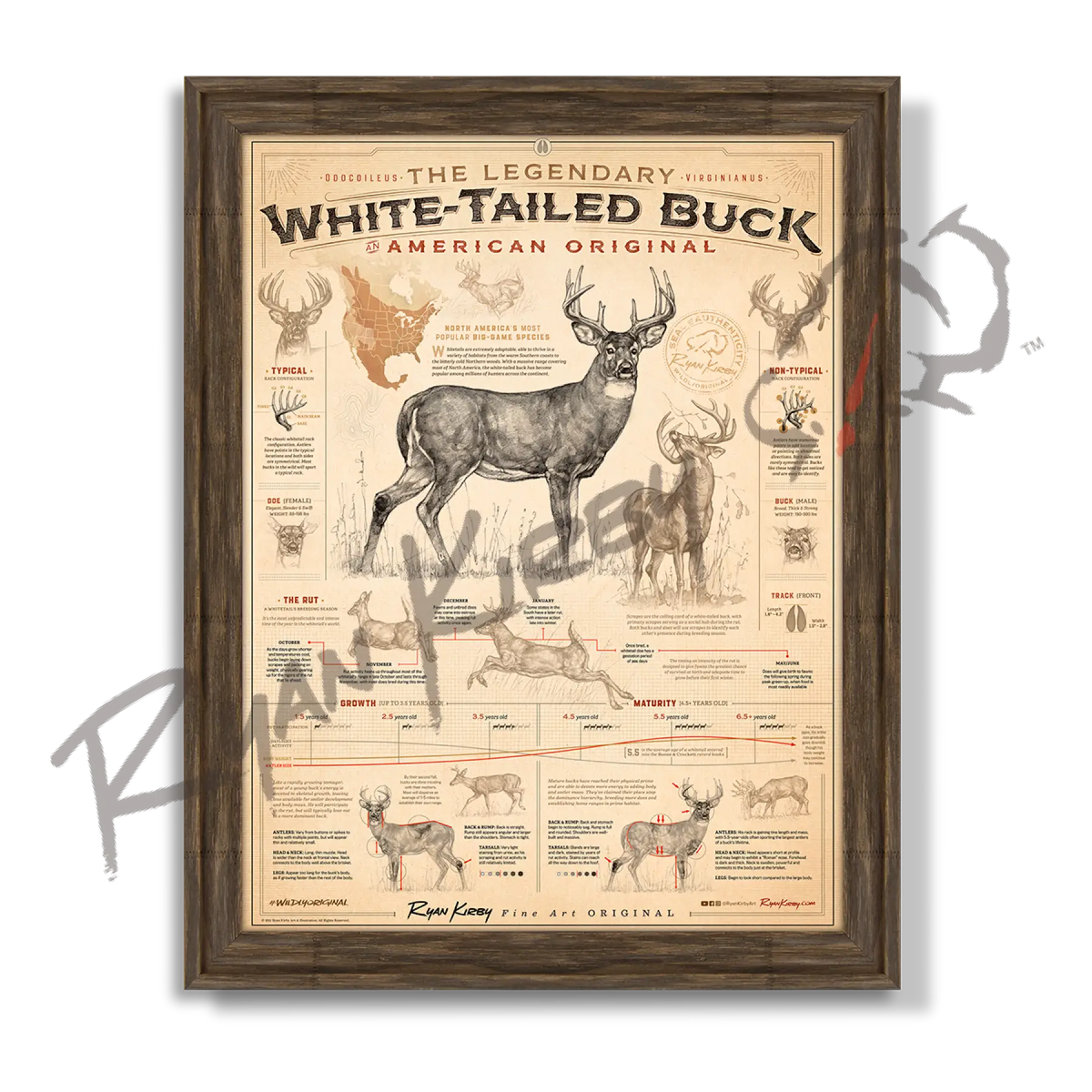 ’White-Tailed Buck: An American Original’ Poster | Deer Hunting Art & Field Guide - Timberland - Poster