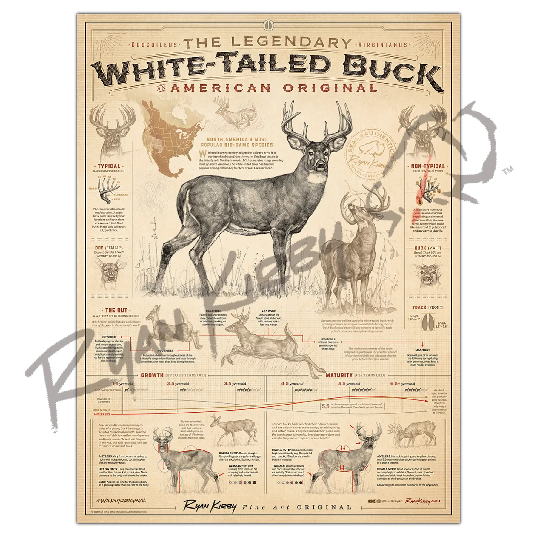 ’White-Tailed Buck: An American Original’ Unframed Poster