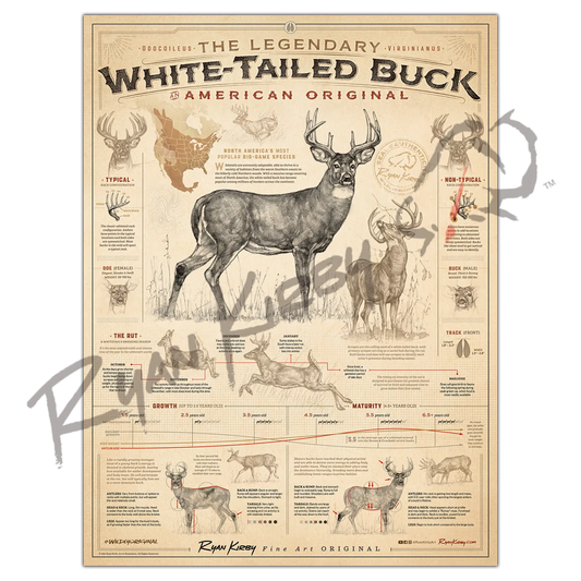 ’White-Tailed Buck: An American Original’ Unframed Poster