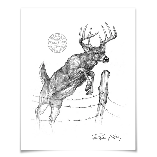 White-Tailed Buck Jumping Fence Sketch Print