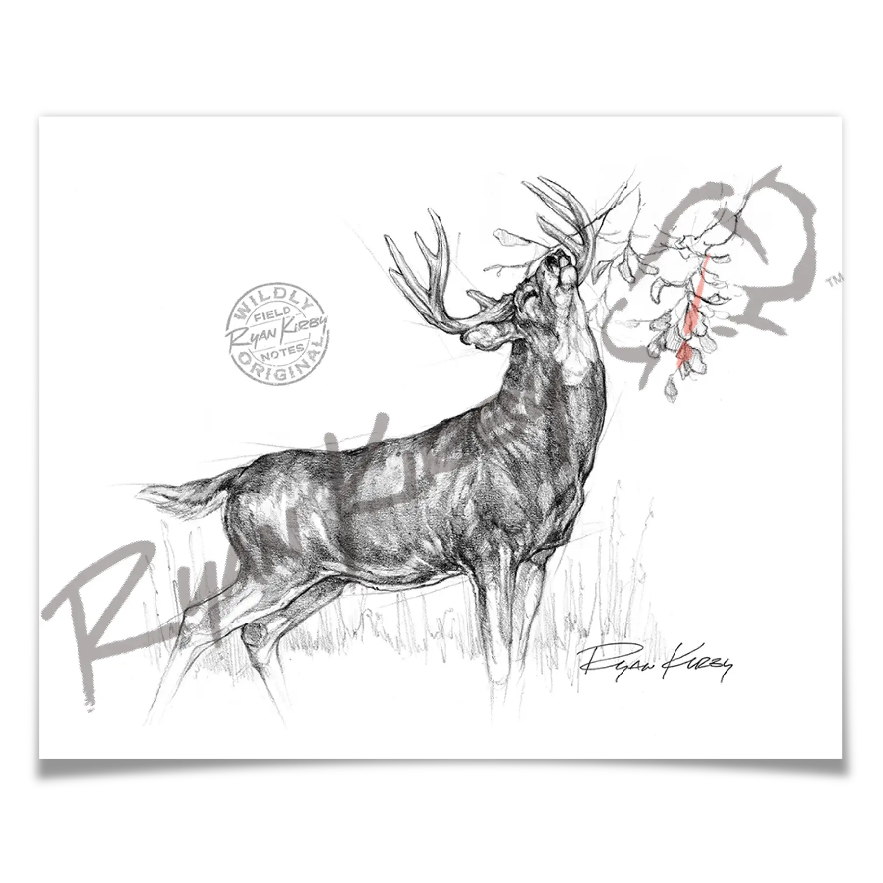 White-Tailed Buck Making Scrape Sketch Print