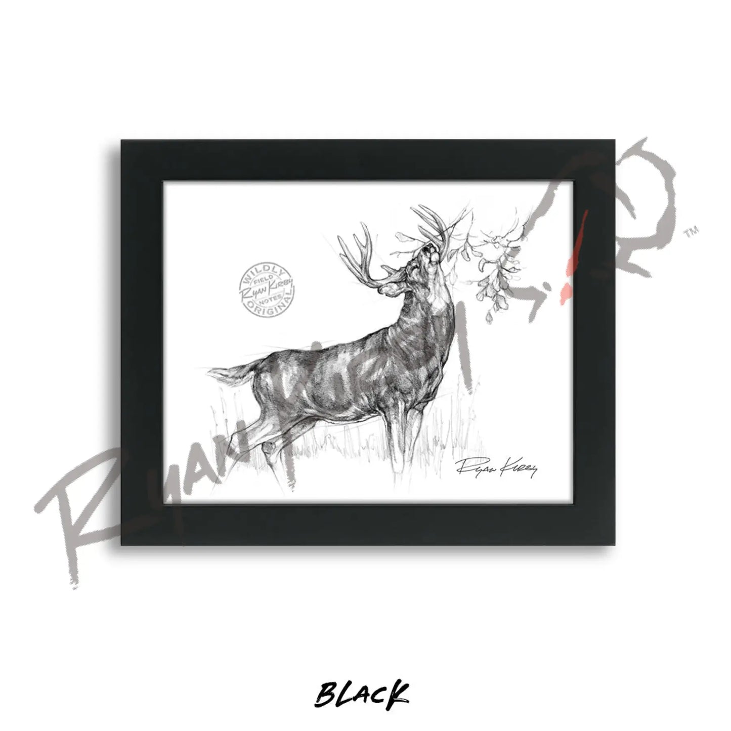 White-tailed Buck Making Scrape Sketch Print Sketch Paper Print