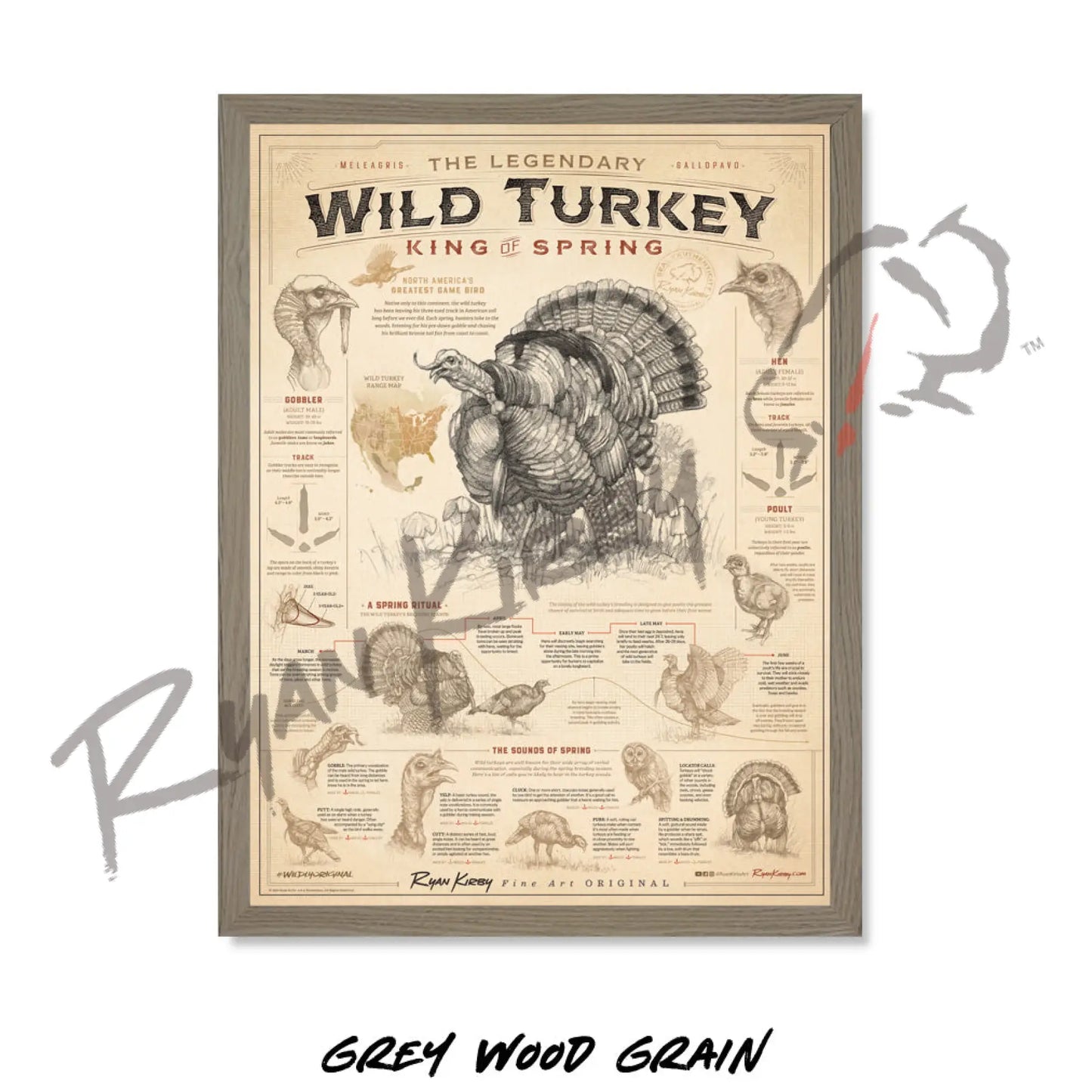 ’Wild Turkey: King of Spring’ Art Poster Poster