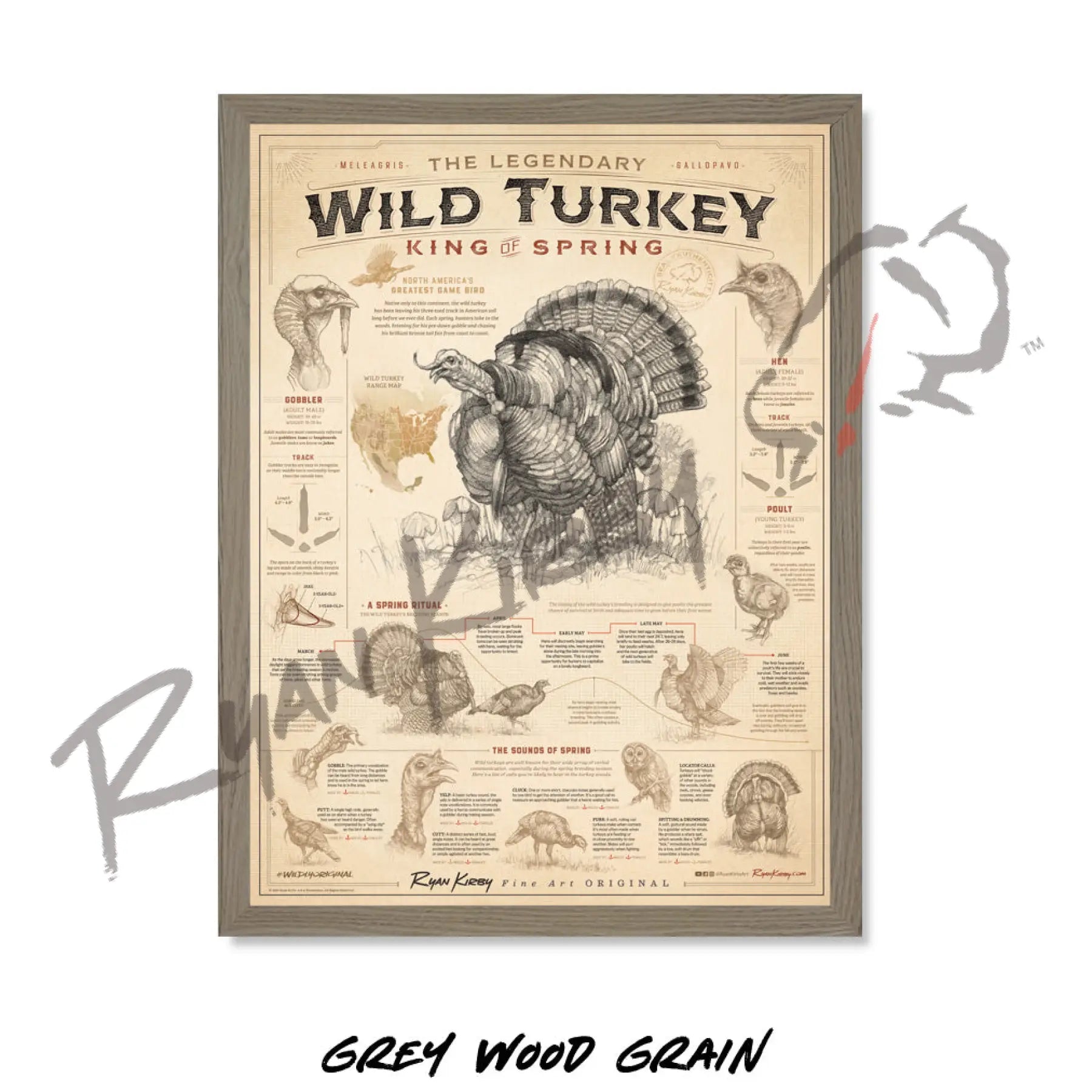 ’Wild Turkey: King of Spring’ Art Poster Poster