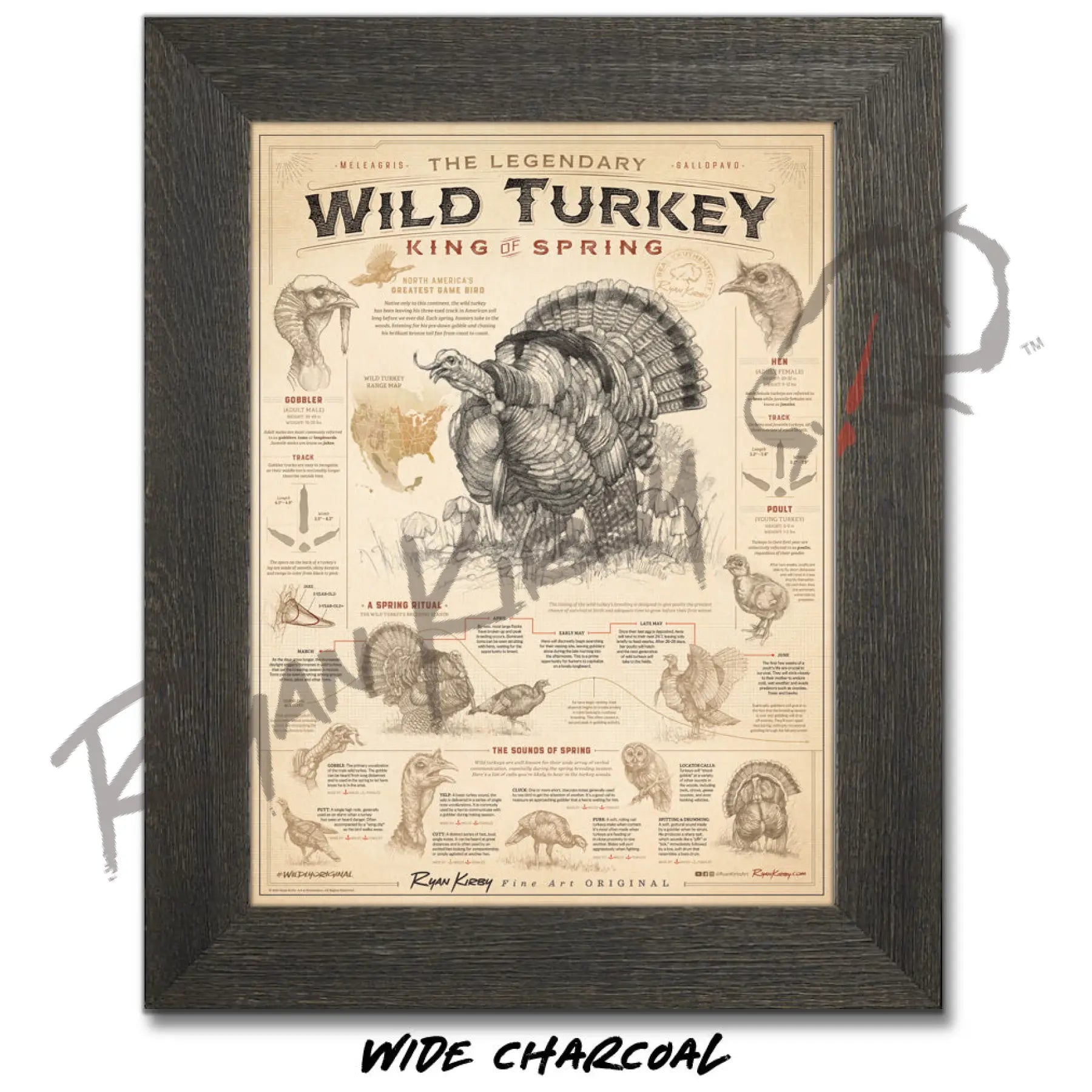 ’Wild Turkey: King of Spring’ Art Poster Poster