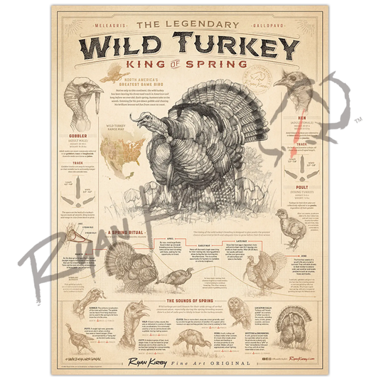 ’Wild Turkey: King Of Spring’ Poster Unframed