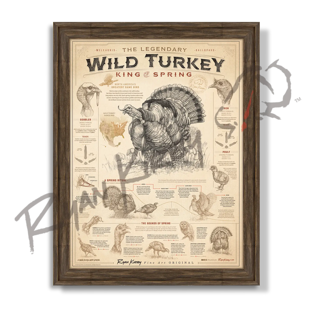 Wild Turkey Poster – King of Spring | Turkey Hunting Art & Field Guide - Timberland - Poster